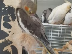 -吉丁鸟咖·异宠·寄养
