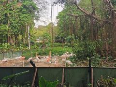 -深圳野生动物园