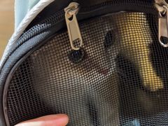 -中农大我爱我爱24h动物医院·中医针灸·猫专科·骨科医疗中心(双井店)