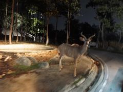 -清迈夜间动物园