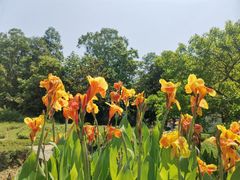 -广西壮族自治区药用植物园