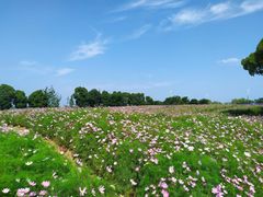 -西京湾花海