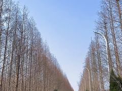 -盐城丹顶鹤湿地生态旅游区