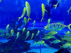 -上海海昌海洋公园