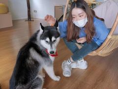 -Husky Go! 哈士奇体验馆·宠物咖啡厅狗咖