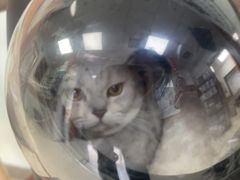 -宠福鑫动物医院(城北分院)