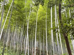 -上海佘山国家森林公园天马山园