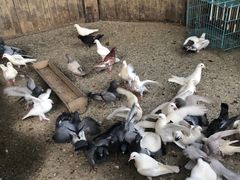 -田园东方蜜桃村的田野营地