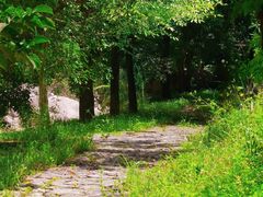 -海南热带雨林国家公园吊罗山景区