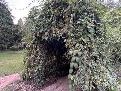 -中国科学院西双版纳热带植物园