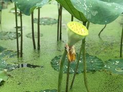 -武汉紫薇都市田园