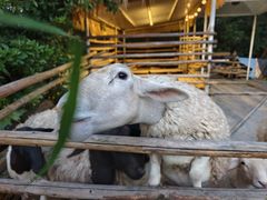 -芭厘·农庄老字号.电饭煲五指毛桃焗鸡