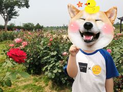 -武汉紫薇都市田园