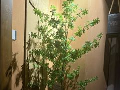 -泰·菩提树下[泰式按摩x精油SPAx肩颈头疗](新景店)