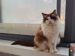 -喵的天空名猫咖啡馆·撸猫·猫舍·用品