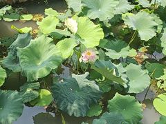 -亭林园-华藏寺