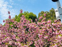 -苏州上方山国家森林公园