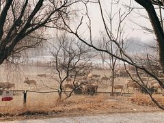 -北京麋鹿生态实验中心