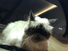 -more than meow吴止猫主题餐厅(承德 中船汇店)