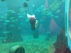 -北戴河圣蓝海洋公园