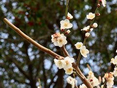 -寒山寺