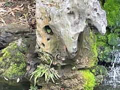 -上海醉白池公园