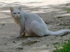 -佳怡动物医院·平价24小时·猫专科骨外科