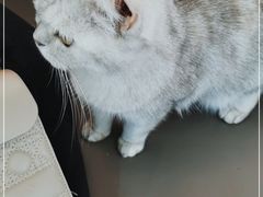 -喵园·猫主题咖啡厅·撸猫·猫咖(国贸店)