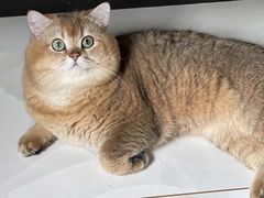 -欧奕国际动物医院