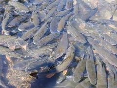 -桃源咖啡厅(武夷山大红袍山庄店)