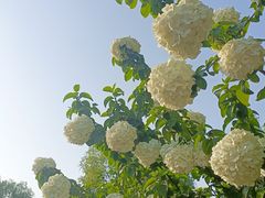 -洛阳市隋唐城遗址植物园