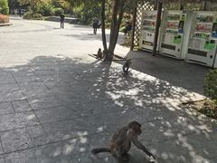 -黔灵山公园