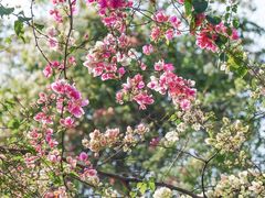 -深圳国际园林花卉博览园