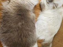 -MOCHA明星猫咖(田子坊店)