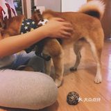 想吃芋圆不巧家里什么材料都有，不就是糖水吗