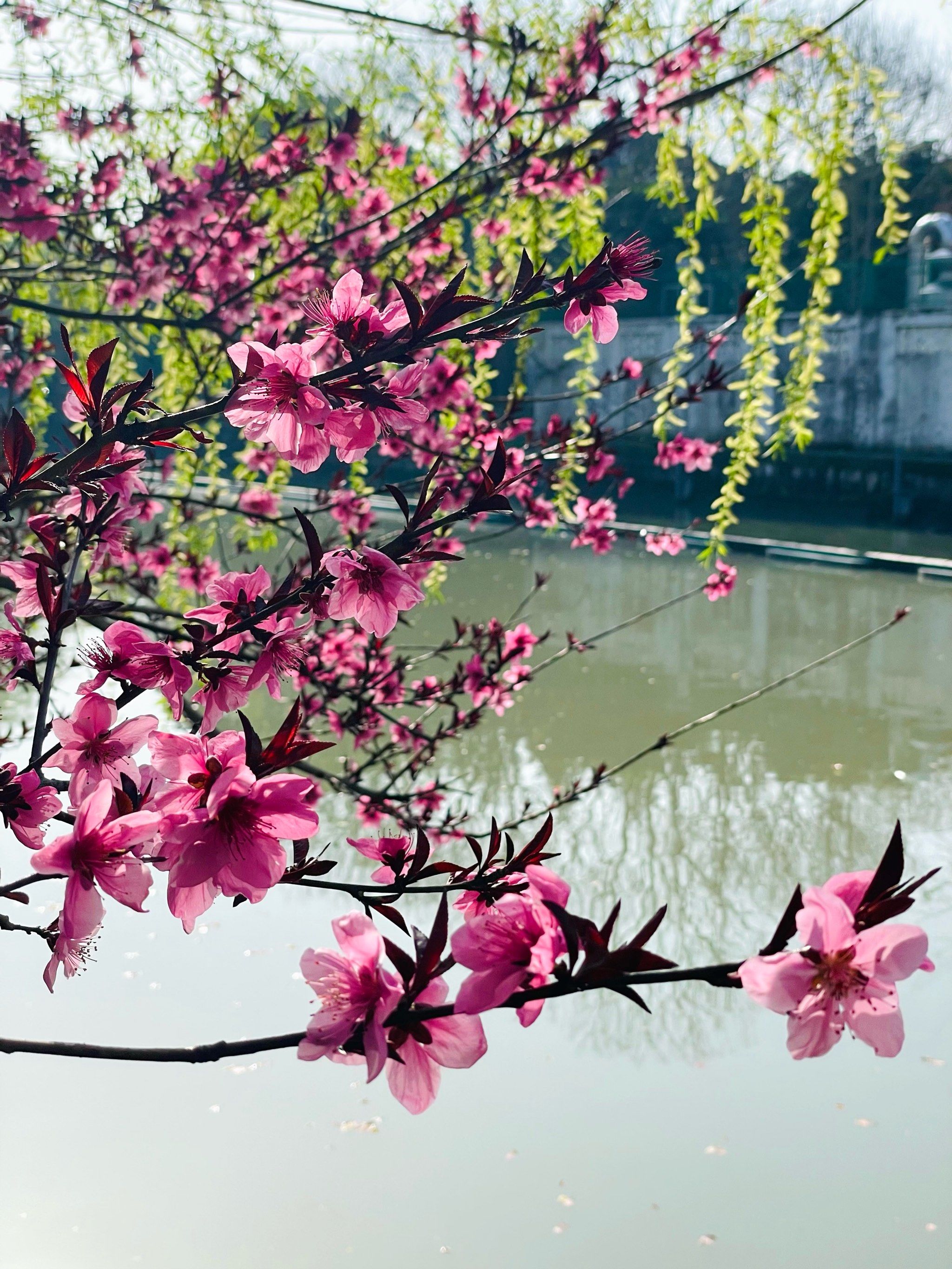 桃红柳绿