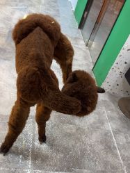 -神奇动物撸宠馆·羊驼·小浣熊·异宠(豫园店)