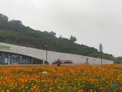-野狸岛