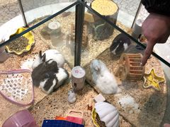-momokira米努特·德文卷毛猫·棉花面纱犬