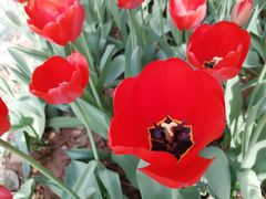 -洛阳郁金香牡丹园