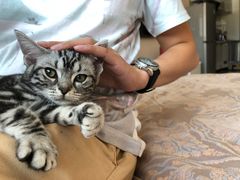 -猫大福·Fortune Cat猫舍(百子湾店)