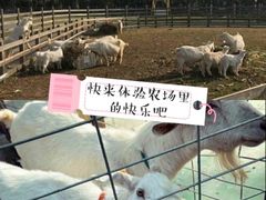 -前小桔亲子创意农场·草莓采摘·露营烧烤