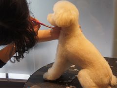 -Oh My Dog宠物沙龙(伊珊娜皮毛护理店)