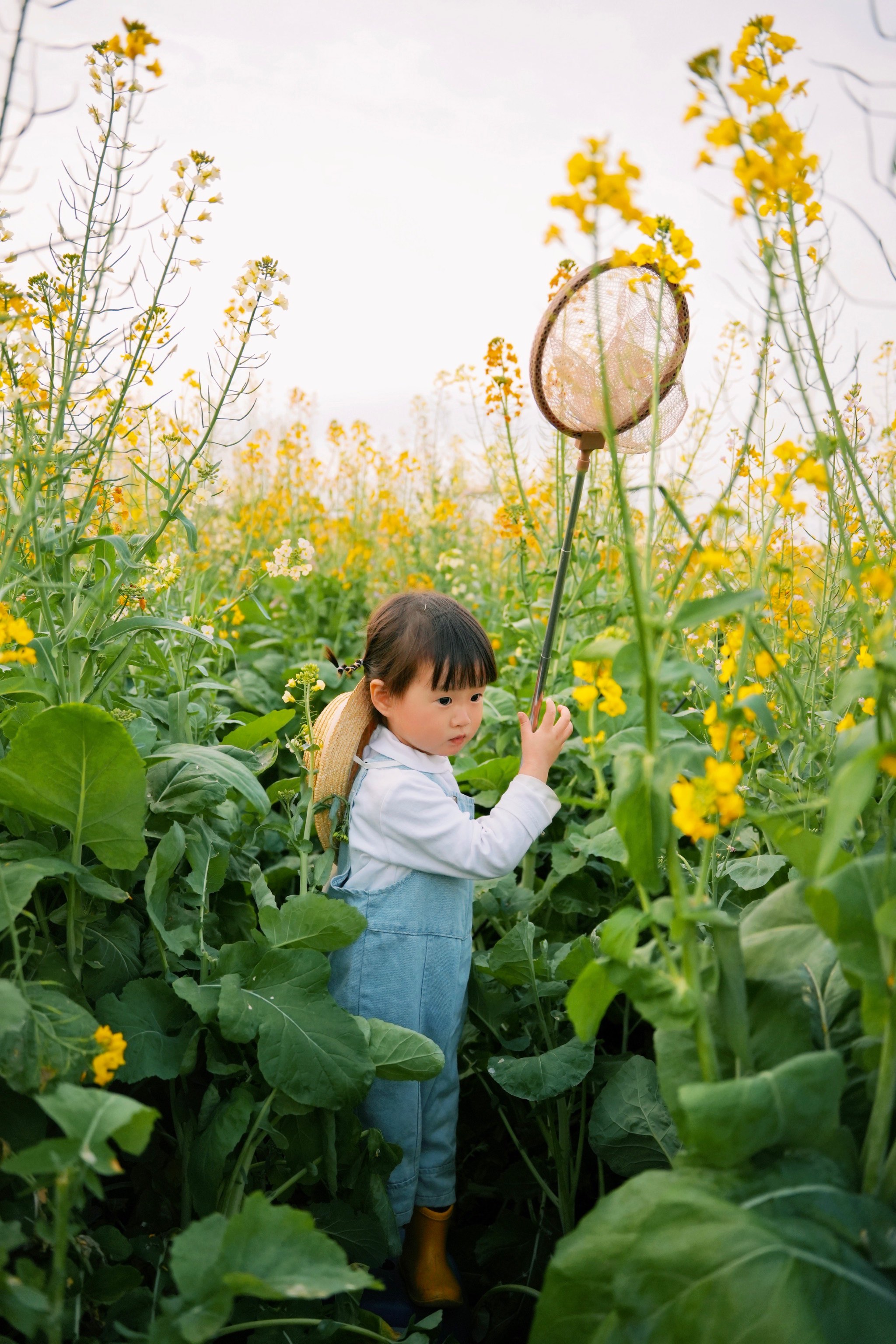 广州油菜花景点在哪里图片