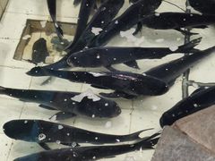 -春盛渔府(牛首山店)