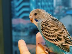 -怪兽屋·羊驼·猫咖·狗咖(俊华广场店)