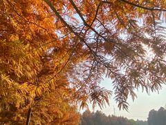 -上海海湾国家森林公园