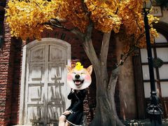 -玫瑰小镇