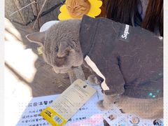 -喵屿·大理花园猫咖