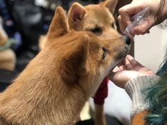 -逗柴咖啡屋·狗咖猫咖宠物桌游